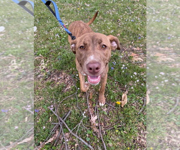 Medium Photo #4 American Pit Bull Terrier-American Staffordshire Terrier Mix Puppy For Sale in Evansville, IN, USA