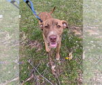 Small #3 American Pit Bull Terrier-American Staffordshire Terrier Mix