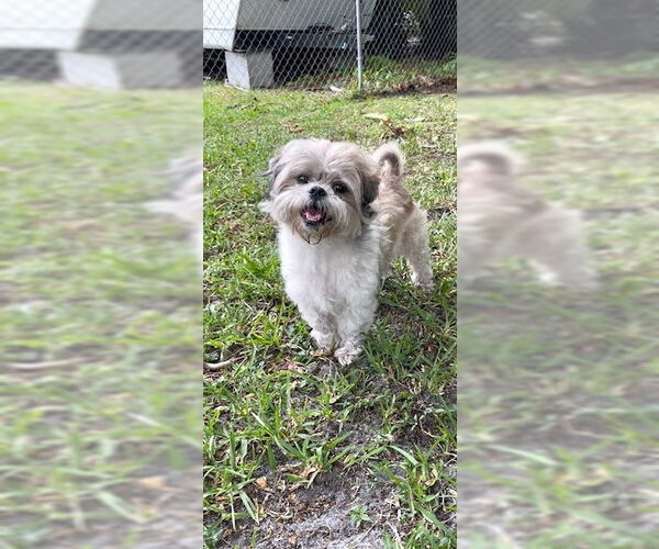 Medium Photo #2 Shih Tzu Puppy For Sale in Weston, FL, USA