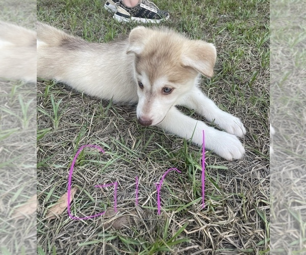 Medium Photo #12 Siberian Husky Puppy For Sale in HILLISTER, TX, USA