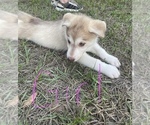 Small #11 Siberian Husky
