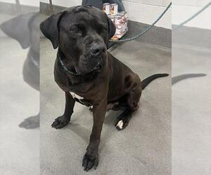 Mutt Dogs for adoption in Forestville, MD, USA