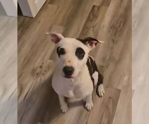 American Bulldog-Unknown Mix Dogs for adoption in Alexander, AR, USA