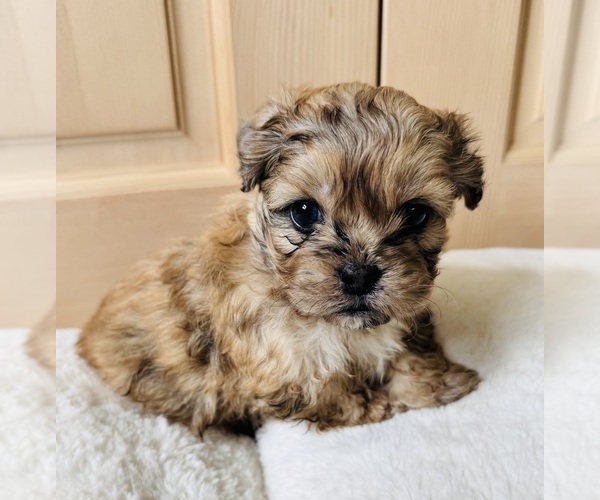 Medium Photo #1 Pekingese-Poodle (Toy) Mix Puppy For Sale in Sherwood Park, Alberta, Canada