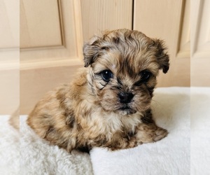 Pekingese-Poodle (Toy) Mix Puppy for sale in Sherwood Park, Alberta, Canada