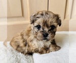 Small Pekingese-Poodle (Toy) Mix