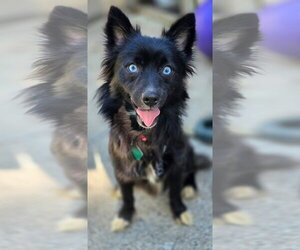 Pomsky Dogs for adoption in Clarkston, MI, USA