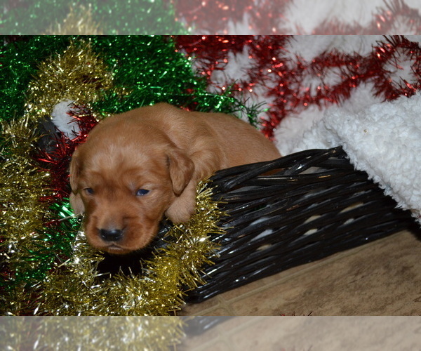Medium Photo #10 Golden Retriever Puppy For Sale in GREENWOOD, WI, USA