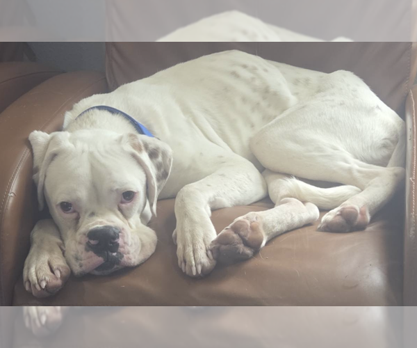 Medium Photo #2 Boxer Puppy For Sale in  Katy, TX, USA