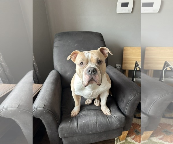 Medium Photo #6 Bulldog-Unknown Mix Puppy For Sale in Germantown, OH, USA