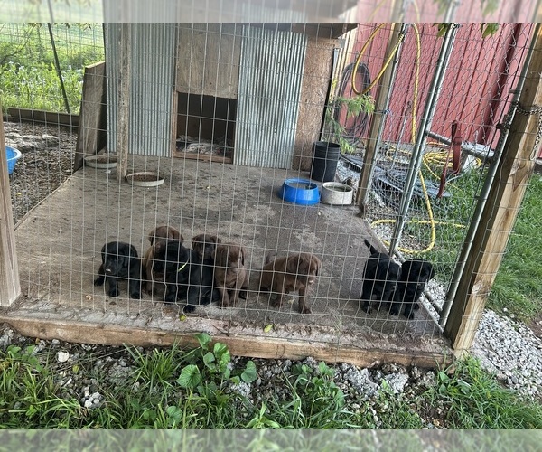 Medium Photo #11 Labrador Retriever Puppy For Sale in GOODSON, MO, USA