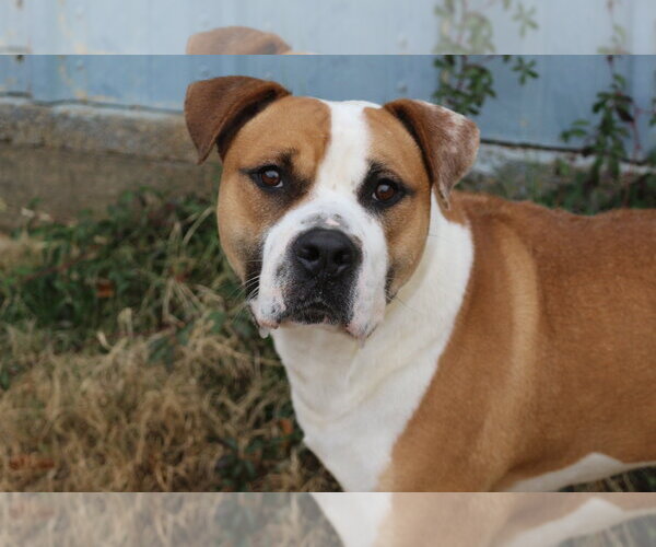 Medium Photo #2 Boxer-Mastiff Mix Puppy For Sale in Jackson, MS, USA