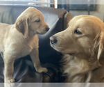 Small Photo #6 Golden Retriever Puppy For Sale in LOS ANGELES, CA, USA