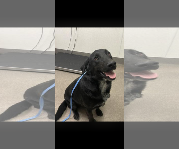 Medium Photo #2 Labrador Retriever-Unknown Mix Puppy For Sale in San Diego, CA, USA