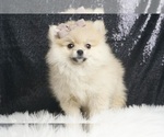 Puppy Fuzzie AKC Pomeranian