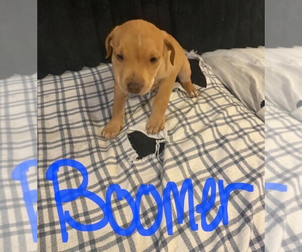 Medium Photo #3 Mutt Puppy For Sale in Wenonah, NJ, USA