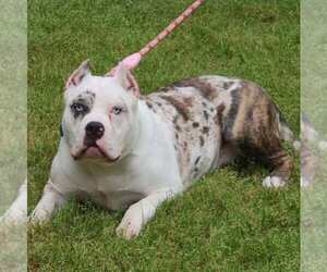 Mother of the American Bully puppies born on 01/28/2026
