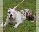 Small Photo #1 American Bully Puppy For Sale in PEACHTREE CORNERS, GA, USA