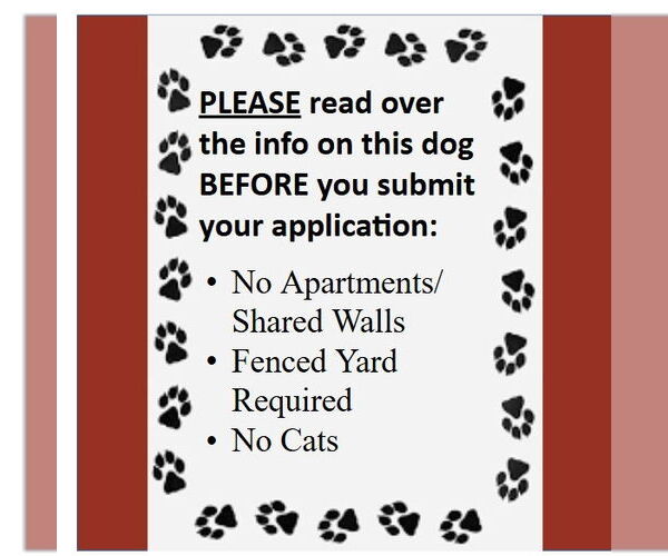 Medium Photo #4 Pomeranian Puppy For Sale in Fargo, ND, USA