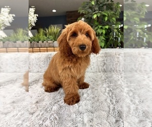Goldendoodle (Miniature) Puppy for sale in GREENFIELD, IN, USA