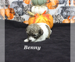 Small #9 Poodle (Toy)