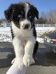 Small Photo #3 Australian Shepherd Puppy For Sale in ANDOVER, NJ, USA