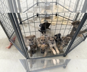 Catahoula Leopard Dog-German Shepherd Dog Mix Puppy for sale in LAWRENCEBURG, TN, USA