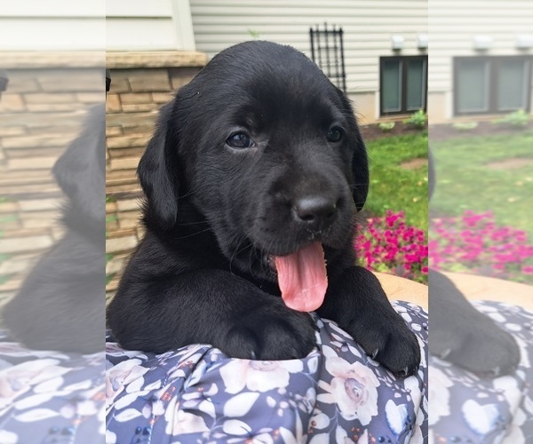 Medium Photo #9 Labrador Retriever Puppy For Sale in GREENWOOD, WI, USA