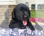 Small Photo #9 Labrador Retriever Puppy For Sale in GREENWOOD, WI, USA