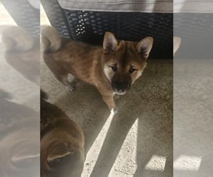 Shiba Inu Puppy for sale in WELLINGTON, FL, USA