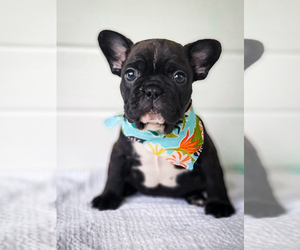 Faux Frenchbo Bulldog Puppy for sale in QUITMAN, LA, USA