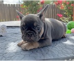 Small Photo #12 French Bulldog Puppy For Sale in ROUND ROCK, TX, USA