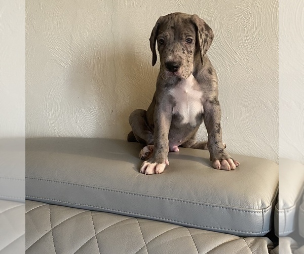 Medium Photo #5 Great Dane Puppy For Sale in CLEVELAND, NC, USA