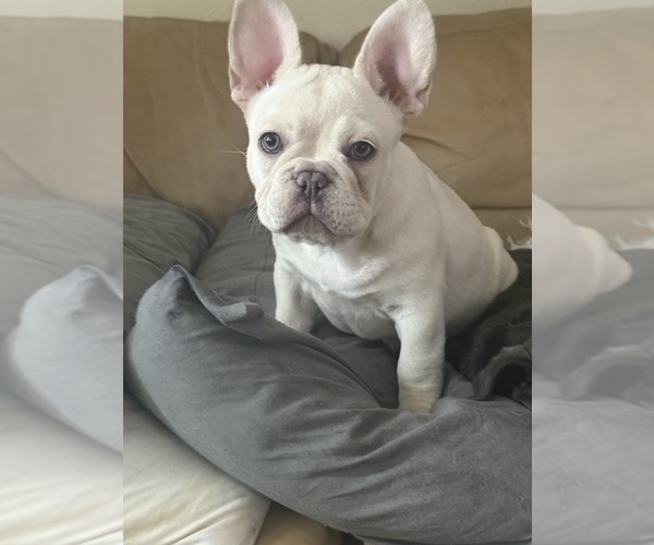 Medium Photo #2 French Bulldog Puppy For Sale in SUSSEX, WI, USA