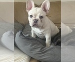 Small #1 French Bulldog