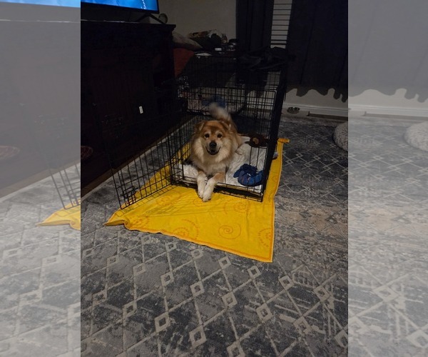 Medium Photo #2 Chow Chow-Unknown Mix Puppy For Sale in Dallas, TX, USA