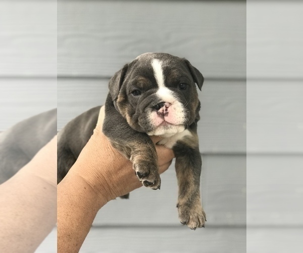 Medium Photo #2 Bulldog Puppy For Sale in OLYMPIA, WA, USA