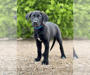 German Shepherd Dog-Great Dane Mix Dogs for adoption in PIPE CREEK, TX, USA