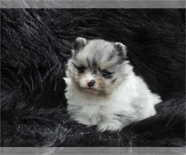 Medium Photo #13 Pomeranian Puppy For Sale in NAPLES, FL, USA