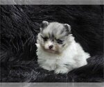 Pomeranians - Female Pomeranian Puppy for Sale - Photo #13
