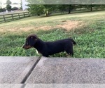 Puppy 5 Dachshund