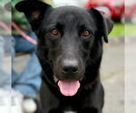 Small #6 Labrador Retriever Mix