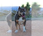 Small Photo #10 American Bully Puppy For Sale in LOS ANGELES, CA, USA