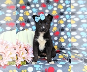 Pomsky Puppy for sale in QUARRYVILLE, PA, USA