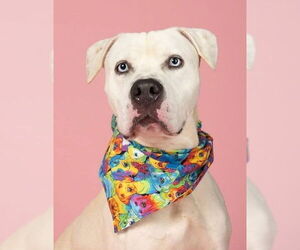 American Pit Bull Terrier Dogs for adoption in Hillsboro, NH, USA