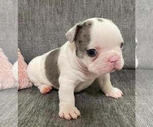 French Bulldog Puppy for sale in JOHNS ISLAND, SC, USA