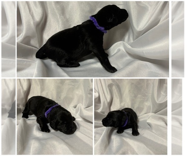 Medium Photo #5 Labradoodle Puppy For Sale in OSMOND, NE, USA