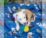 Small #3 Bulldog Mix