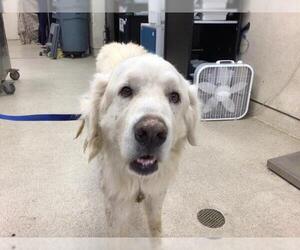 Great Pyrenees Dogs for adoption in Riverside, CA, USA
