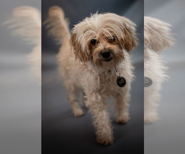 Medium Photo #3 Maltese-Unknown Mix Puppy For Sale in Princeton, MN, USA